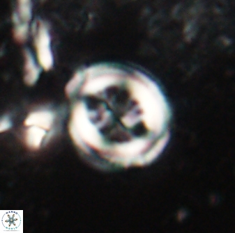 Toweius lamperos 60857