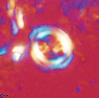 Toweius lamperos 60858