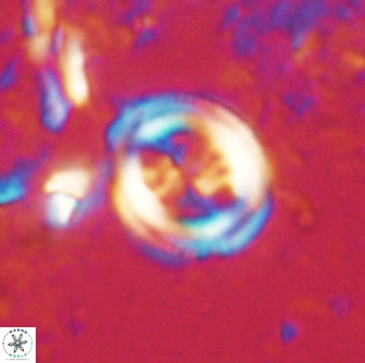 Toweius lamperos 60858