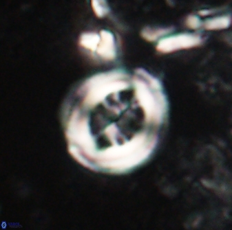 Toweius lamperos 60859