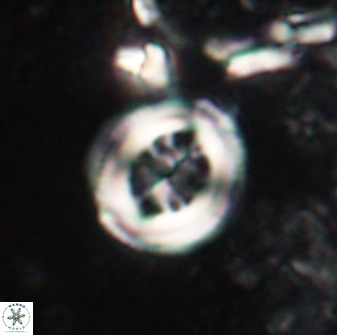 Toweius lamperos 60859