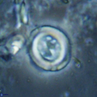 Toweius lamperos 60865