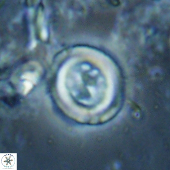 Toweius lamperos 60865