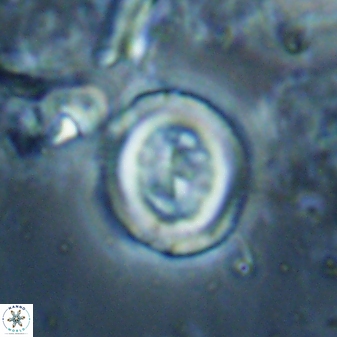 Toweius lamperos 60866