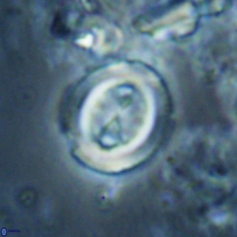 Toweius lamperos 60868