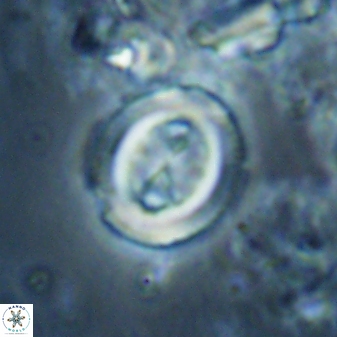 Toweius lamperos 60868