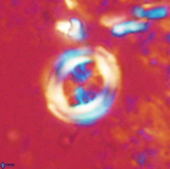 Toweius lamperos 60860