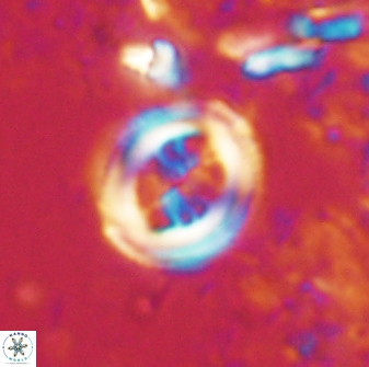 Toweius lamperos 60860