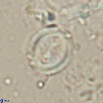 Toweius lamperos 60861