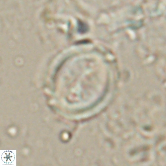 Toweius lamperos 60861