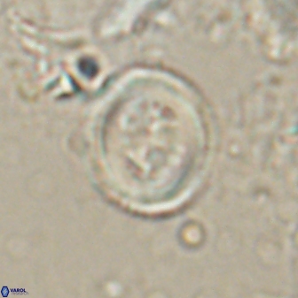 Toweius lamperos 60862