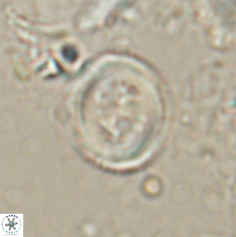 Toweius lamperos 60862