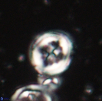 Toweius lamperos 60944