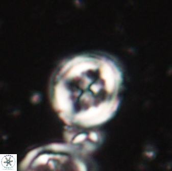 Toweius lamperos 60944