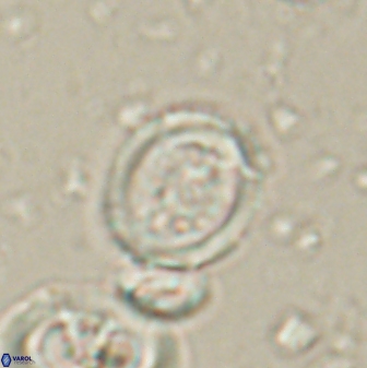Toweius lamperos 60945
