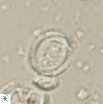 Toweius lamperos 60945