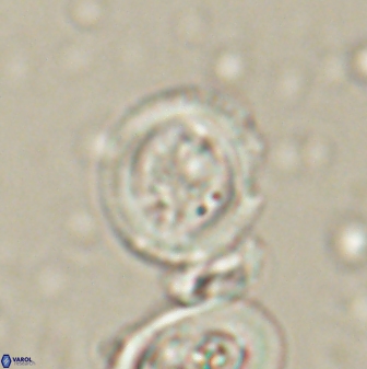Toweius lamperos 60946