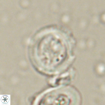 Toweius lamperos 60946