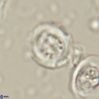 Toweius lamperos 60948