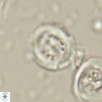 Toweius lamperos 60948