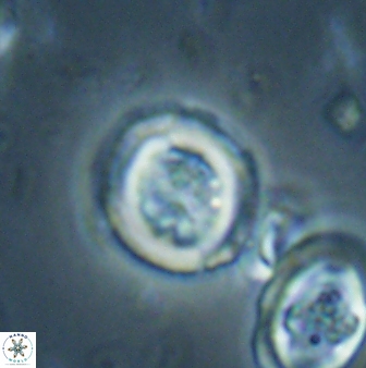 Toweius lamperos 60949
