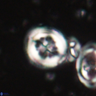 Toweius lamperos 60940