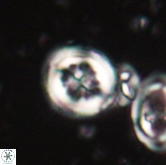 Toweius lamperos 60940