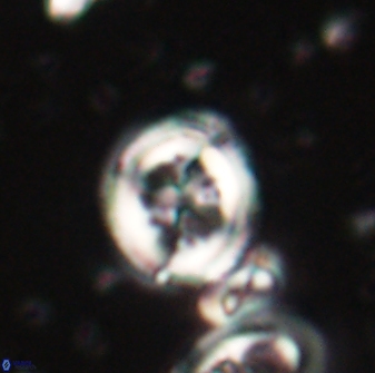 Toweius lamperos 60941