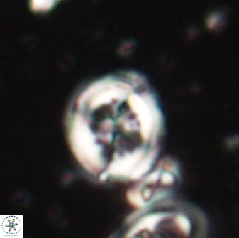 Toweius lamperos 60941