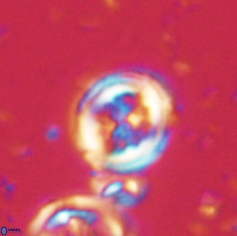 Toweius lamperos 60943