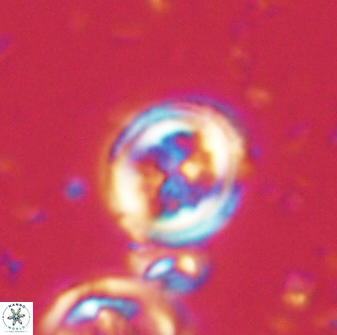 Toweius lamperos 60943