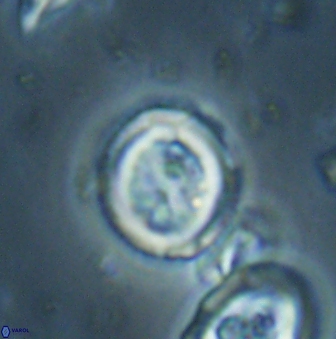 Toweius lamperos 60950
