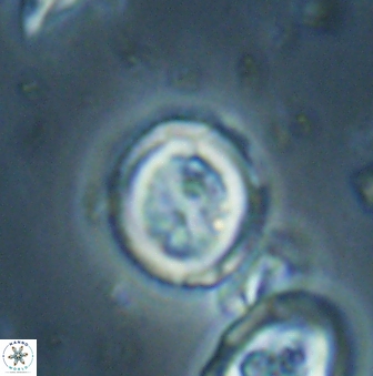 Toweius lamperos 60950