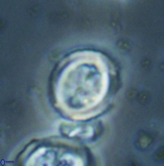 Toweius lamperos 60952