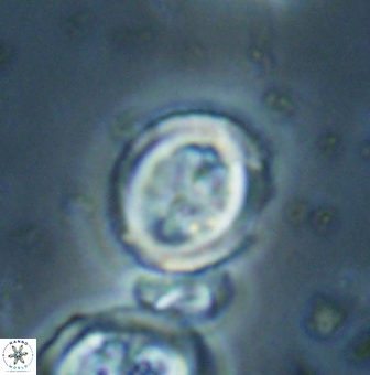 Toweius lamperos 60952