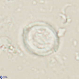 Toweius lamperos 61006
