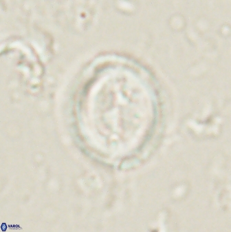 Toweius lamperos 61008