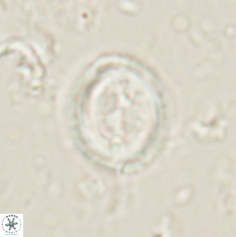 Toweius lamperos 61008