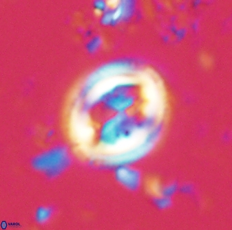 Toweius lamperos 61000
