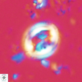 Toweius lamperos 61000