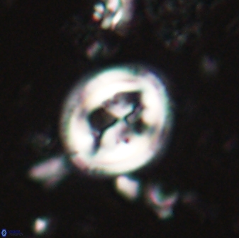 Toweius lamperos 61001