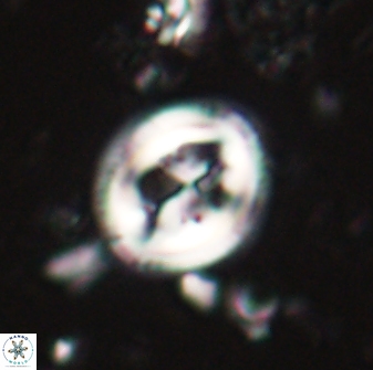 Toweius lamperos 61001