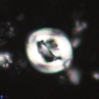 Toweius lamperos 61002