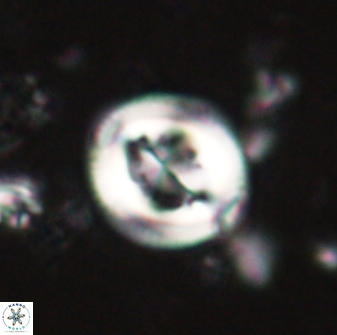 Toweius lamperos 61002