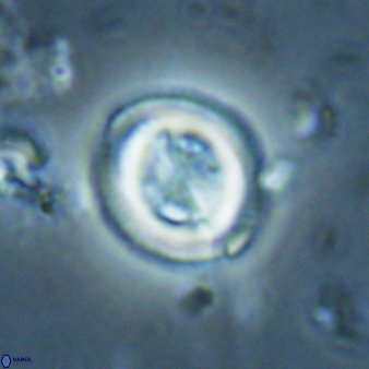Toweius lamperos 61014