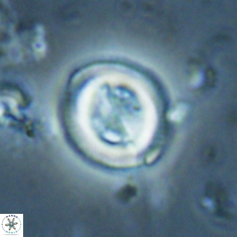Toweius lamperos 61014