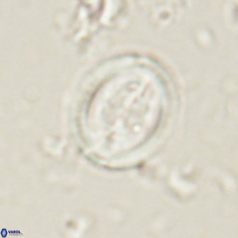 Toweius lamperos 61010