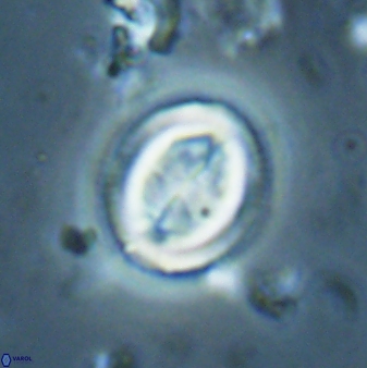 Toweius lamperos 61011