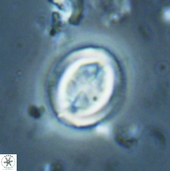 Toweius lamperos 61011