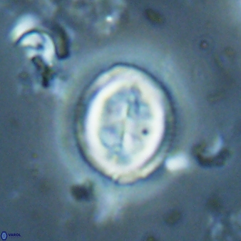 Toweius lamperos 61013